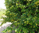زرشک خوراکی